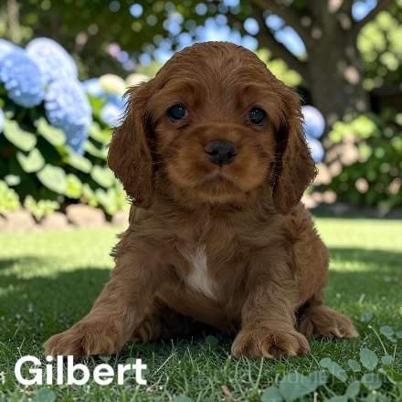 puppy, for, sale, Cocker Spaniel, Joe & Cherri  Overlease, dog, breeder, Miller, MO, dog-breeder, puppy-for-sale, forsale, nearby, find, puppyfind, locator, puppylocator, aca